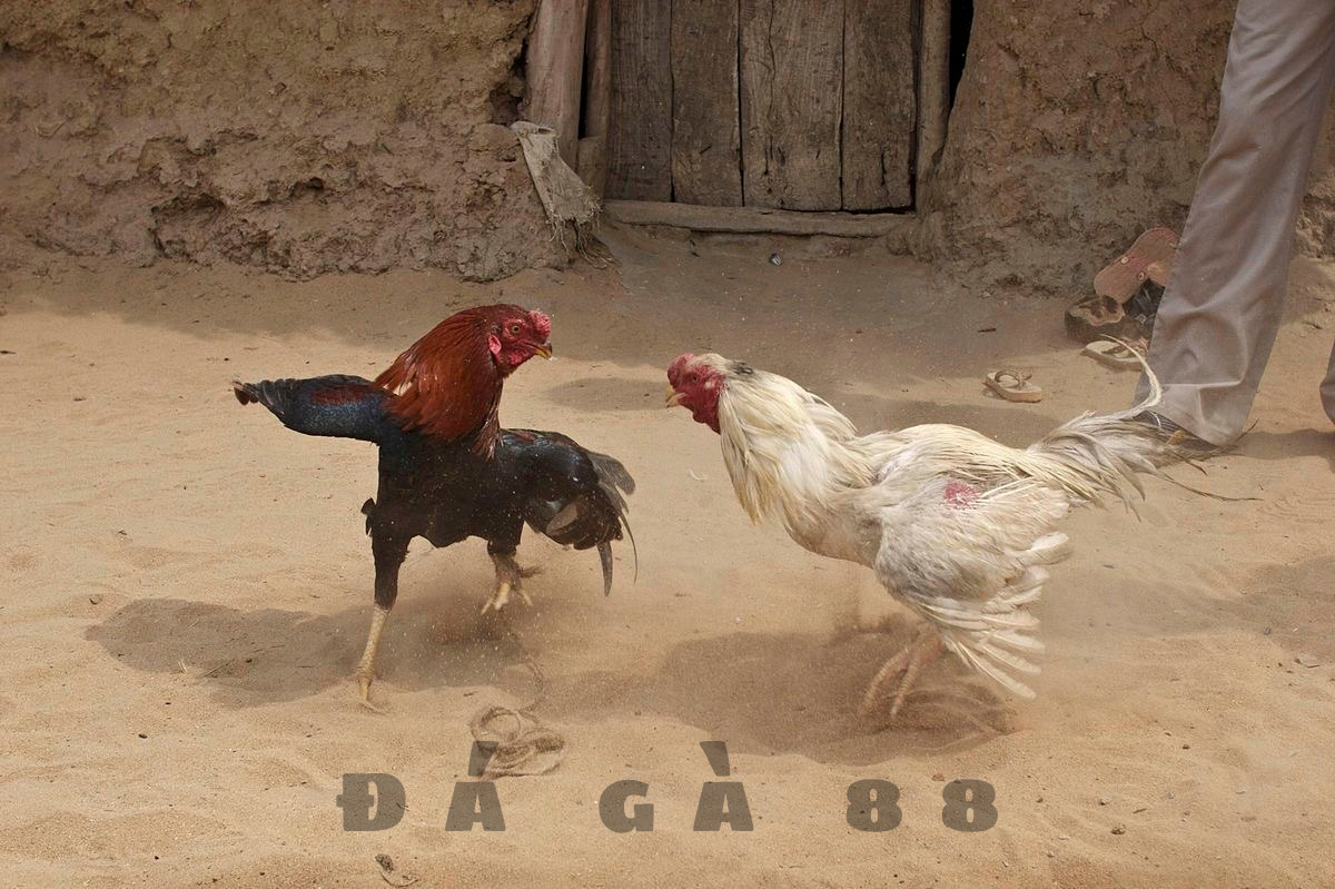Giới thiệu đá gà 88
