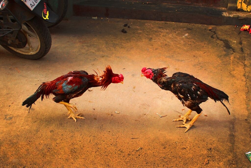 Đá gà 88 cung cấp đa dạng loại cược cho người chơi