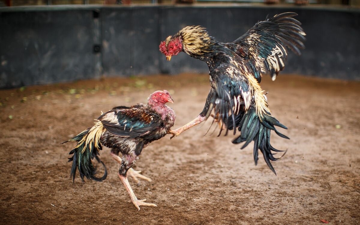 Đá gà 88 thu hút nhiều người chơi nhờ tỷ lệ thưởng hấp dẫn