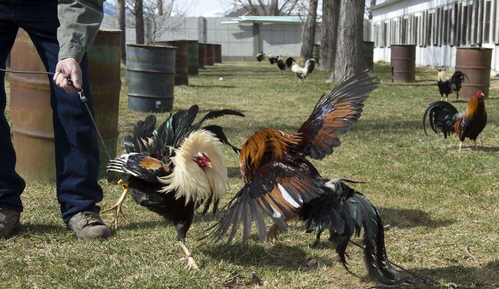 Những lưu ý khi tham gia đá gà 88