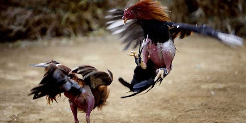 Sơ lược các thông tin về gà đá cựa dao